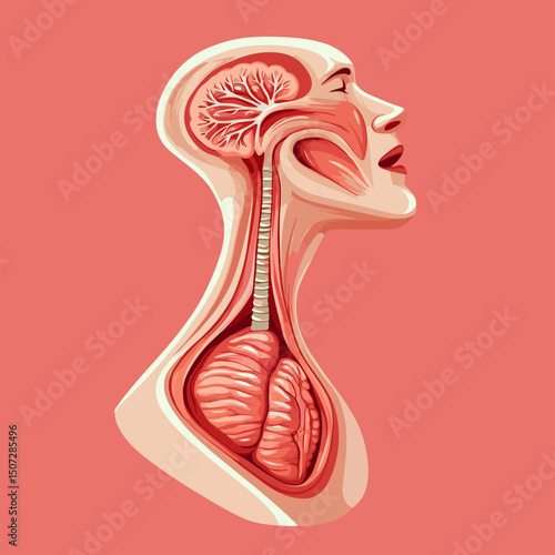 Detailed Human Anatomical Diagram of Respiratory System with Visible Internal Organs and Head Profile Illustration in Warm Tones