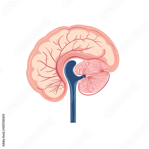 Detailed Human Brain Anatomy Illustration with Cerebral Lobes Cerebellum and Brainstem on White Background for Medical or Educational Use