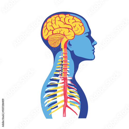 Detailed Illustration of Human Brain Spine and Nervous System Anatomy in Blue Yellow and Red on White Background