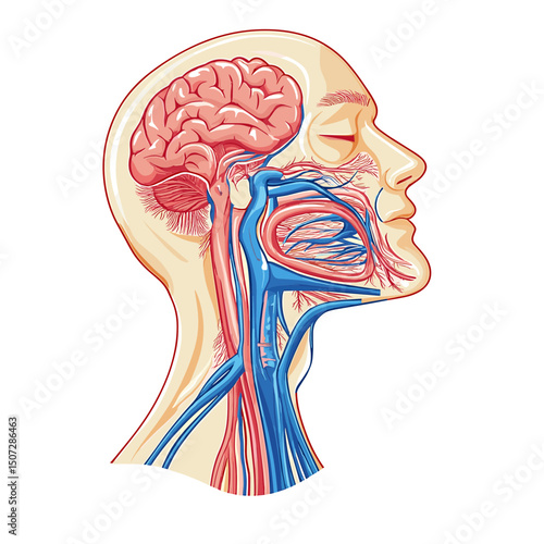 Detailed Illustration of Human Head Anatomy with Brain Blood Vessels and Internal Organs for Medical or Educational Use