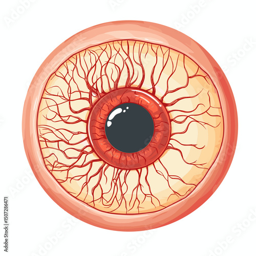 Detailed Illustration of Human Eyeball Anatomy with Red Blood Vessels on White Background Close Up