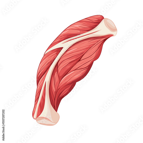 Detailed Isometric Illustration of Human Muscle Anatomy on a White Background
