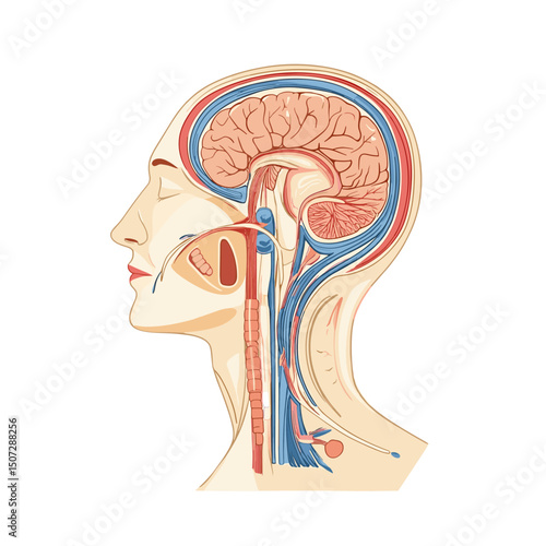 Detailed Medical Illustration of Human Head Anatomy Featuring Brain Cross Section Depicting Arteries Veins and Neural Structures on White Background
