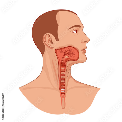 Detailed Medical Illustration of Human Throat Anatomy Featuring Esophagus Larynx and Trachea in Red Tones