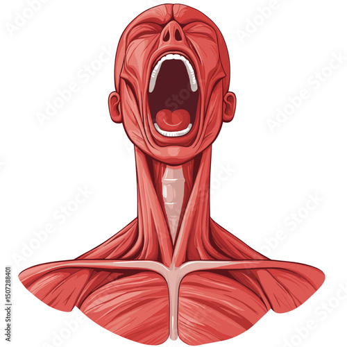Detailed Muscle Anatomy Illustration of Head and Neck Anatomical Structure with Red Coloration on White Background