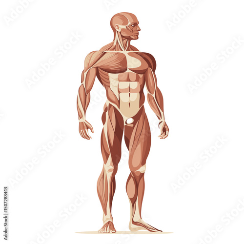 Detailed Muscular System Anatomy Illustration in Pixel Art Style Showing Human Body Structure