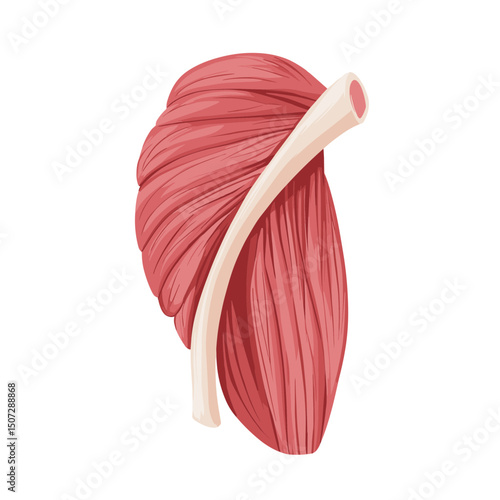 Detailed Pink Muscle Illustration on White Background Anatomical Diagram of Human Muscular System for Educational Purposes Healthcare Concept