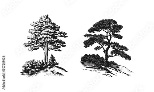 Eastern Hemlock tree silhouettes, layered forest art, vertical pine illustration, engraved tree vector, Rocky Mountain mood, highland scenery pack, nature landscape, wilderness vector illustration.