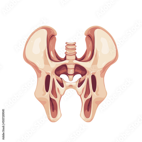 Detailed Pixel Art Illustration of a Human Pelvis Bone Structure on a White Background