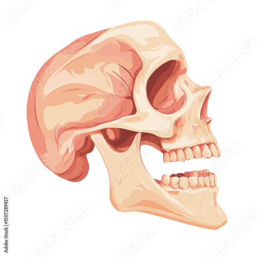 Detailed Pixel Art of Human Skull in Profile Light Beige Color Isolated on White Background for Medical Illustration and Paleontological Study