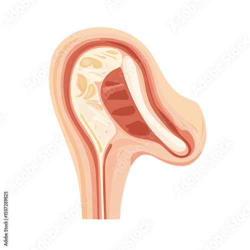 Detailed Uterus Anatomy Illustration with Pink and Beige Color Scheme on a White Background with Clear Sections for Medical and Educational Purposes