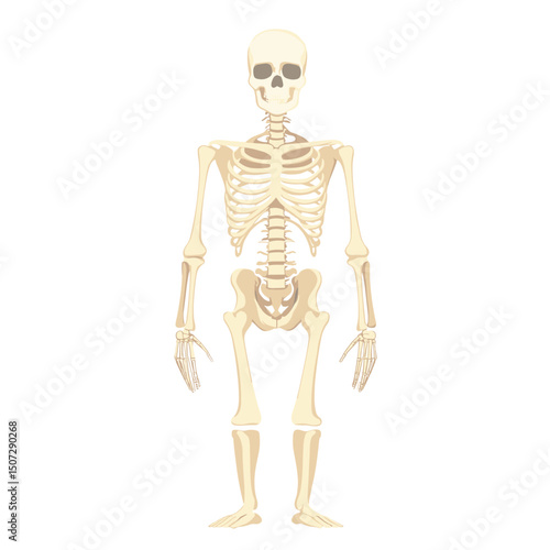 Full Body Human Skeleton Anatomy Illustration on White Background Depicting Skeletal System and Bone Structure for Educational or Medical Usage