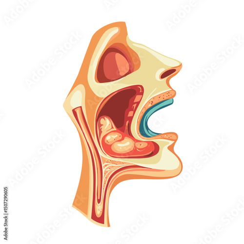 Human Anatomy Illustration Showing Cross Section of Nose Oral and Throat Areas with Tongue and Organs on White Background