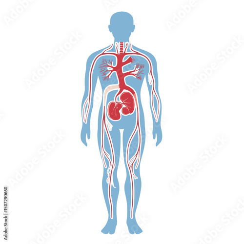 Human Body Anatomy with Internal Organs Illustration in Red and Blue Medical Schematic Educational Diagram Showing The Human Vascular and Circulatory System