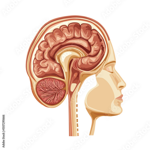 Human Brain Anatomical Cross Section Illustration with White Background Detailed Medical Illustration and Science Educational Resource