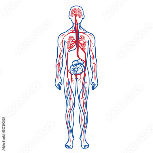 Human Circulatory System Diagram Full Body View with Red Arteries and Blue Veins on White Background Detailed Medical Illustration