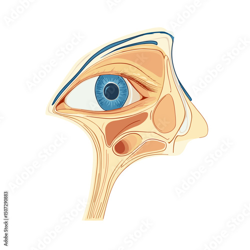 Human Eye Detailed Anatomical Illustration with Blue Iris for Medical and Educational Purposes on White Background