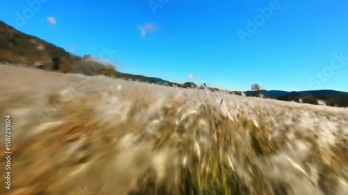 Low Angle Drone Flight Over Golden Grass Field Under Blue Sky Nature Scenery