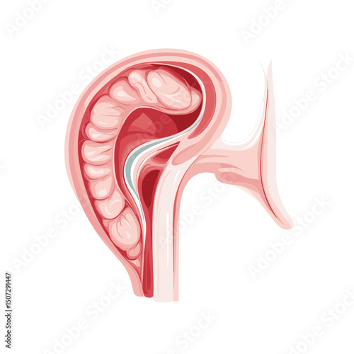 Illustration of Female Reproductive System Depicting Uterus and Anatomy in Cross Section with Red and Pink Tones on White Background