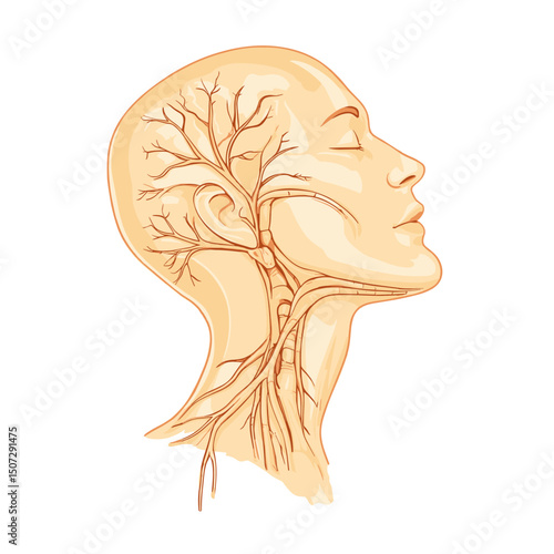Illustration of Head and Neck Anatomy Showing the Complex Neural Network with Detailed Veins and Arteries in Beige Tones Perfect for Medical Education