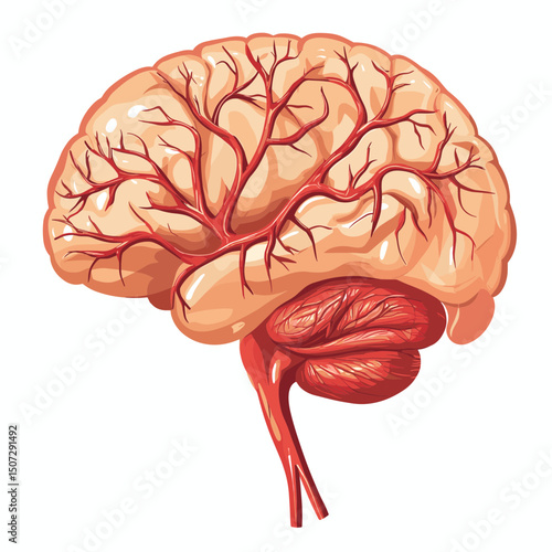 Illustration of Human Brain Anatomy with Blood Vessels for Medical Study in Cream and Red Tones on White Background