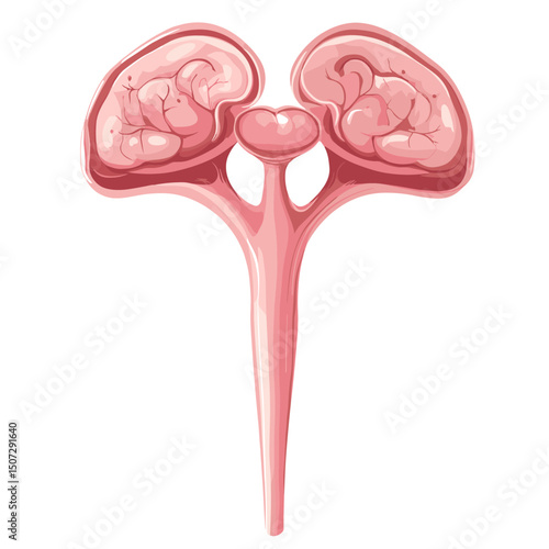 Illustration of Human Kidney and Urinary System Anatomy in Pink Color on White Background Medical Healthcare Diagram