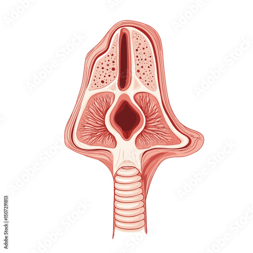 Illustration of Nasal Cavity Anatomy with Intricate Details of the Internal Structure in Cross Section
