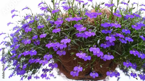Hanging Basket of Purple Lobelia Flowers Blooming in Garden Setting