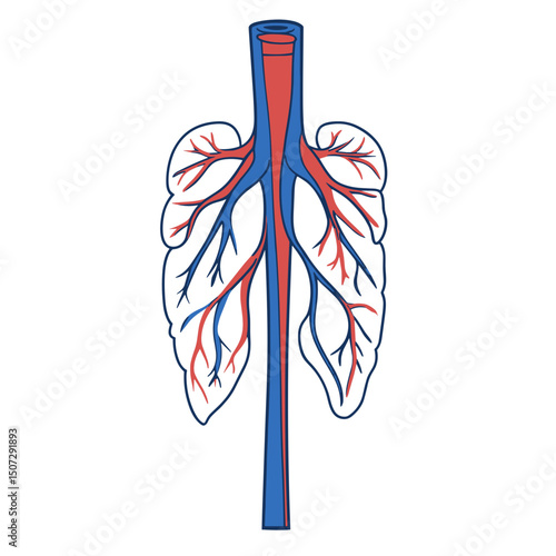 Illustration of Pulmonary System Featuring Blue Veins and Red Arteries Against a White Background Depicting Human Internal Organ System