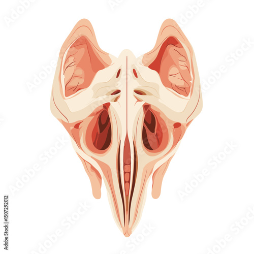 Isolated Bird Skull Illustration with Vector Graphic in White Background Anatomical Wildlife Skeleton and Death Theme