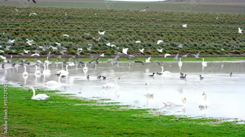 Swans and Seagulls Swimming and Flying in a Lake in a Pastoral Landscape
