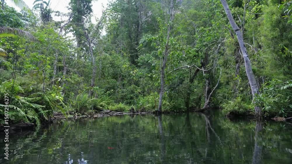 The river along the greenery rainforest from boat view in Surat Thani, Thailand The river along the greenery rainforest from boat view in Surat Thani, Thailand
