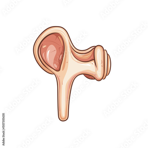 Detailed Anatomical Illustration of the Human Ear Structure Isolated on White Background Science Education and Healthcare Related
