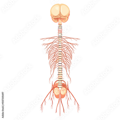 Detailed Anatomical Illustration of the Human Nervous System Featuring Brain Spinal Cord and Intricate Nerve Networks on a Clean White Background