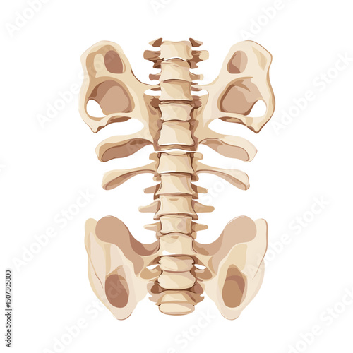 Detailed Anatomical Illustration of the Human Vertebral Column and Pelvis on White Background for Educational and Medical Usage