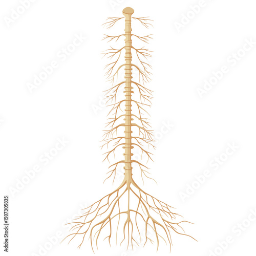 Detailed Anatomical Illustration of the Spinal Cord and Nervous System on a Clean White Background in Beige Color