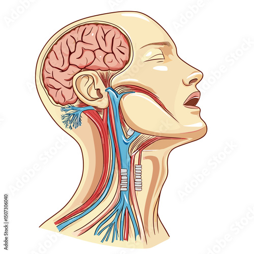Detailed Anatomy of the Human Head Showing Brain Structure Veins and Arteries in Scientific Medical Illustration with Visible Sectioned Organs