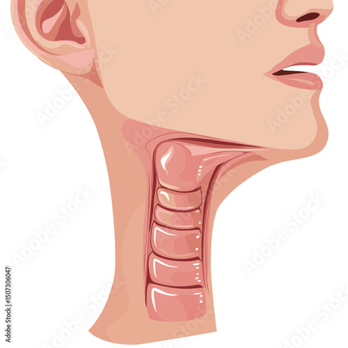 Detailed Anatomy of the Human Neck and Throat Illustration Featuring Internal Structures and Vocal Cords in a Medical Diagram Style