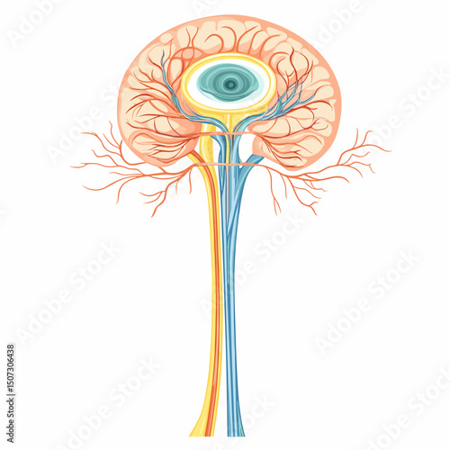 Detailed Brain Cross Section Illustration of Human Anatomy Isolated on White Background