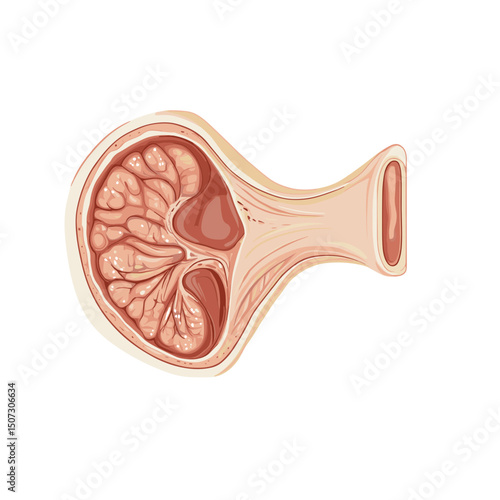 Detailed Cross Section Illustration of a Human Kidney Organ for Medical Diagrams and Educational Materials on White Background