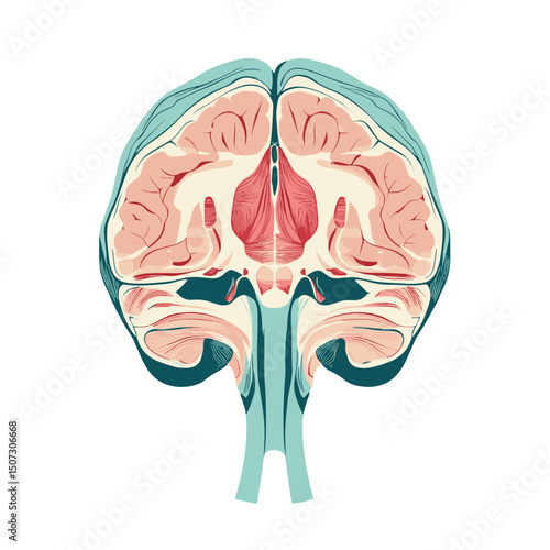 Detailed Cross Section Illustration of a Human Brain in Teal and Pink Color Scheme