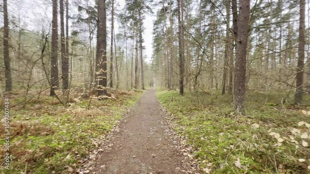 Pan shot through the Graal-Müritz forest in Mecklenburg-Vorpommern, Germany. Pan shot through the Graal-Müritz forest in Mecklenburg-Vorpommern, Germany.
