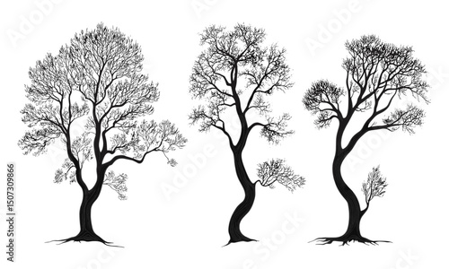 Misty morning forest landscape, foggy woodland, beech tree silhouettes, curved tree shape, engraved leaf forest, tranquil rural scene, nature vector illustration, atmospheric trees.