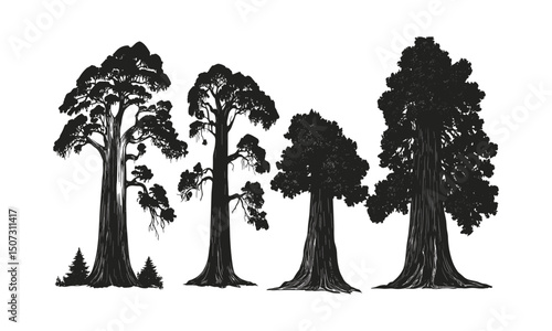 Woodland giants, tall Sequoia tree silhouettes, forest grove, deep forest scene, retro tree illustration, vector illustration, hand-drawn canopy, natural environment art.