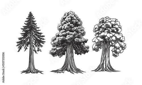 Ancient forest scene, Sequoia tree silhouettes, woodland giants, tall trunk vector illustration, hand-drawn canopy clipart, retro nature art, wilderness landscape.