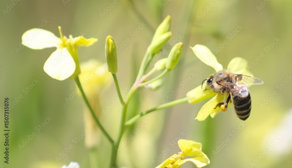 Fototapeta premium Bee getting pollen and nectar from yellow flower with pollen sac to hind legs 