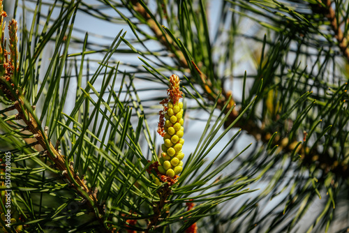 A macro shot of vibrant yellow pine buds and green needles, beautifully illuminated by warm sunlight against a softly blurred forest background.