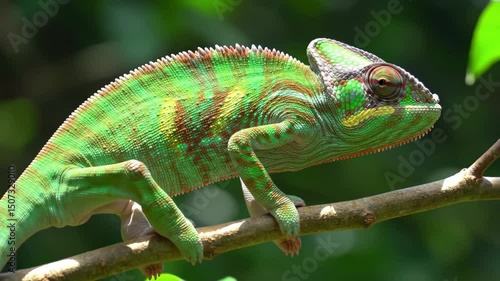 Wallpaper Mural Colorful Chameleon Perched on Branch Exotic Wildlife Nature Shot Torontodigital.ca