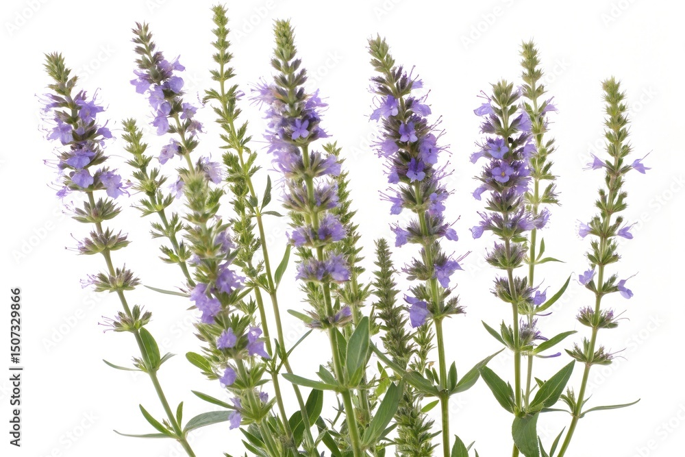 Naklejka premium hyssop flowers isolated on white background