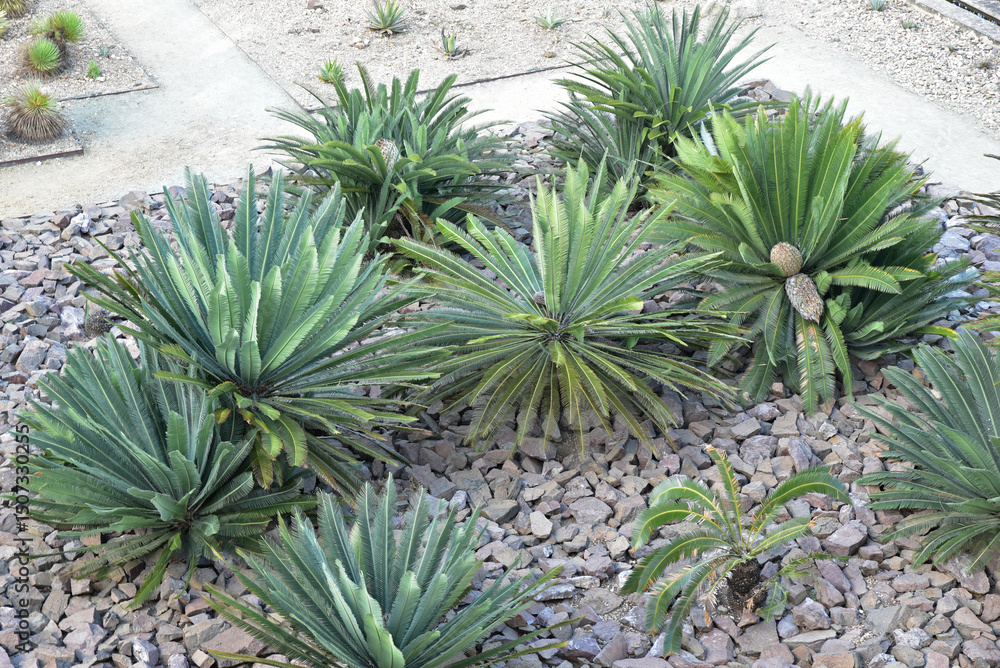 Fototapeta premium Jardin de cactus au Mexique